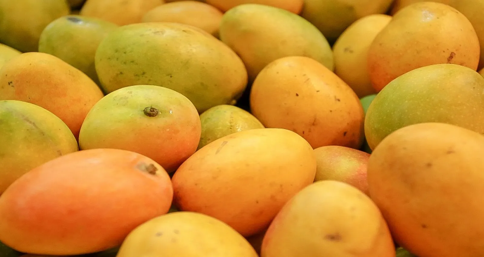 Ministerio de Agricultura supervisó envío de mango de azúcar