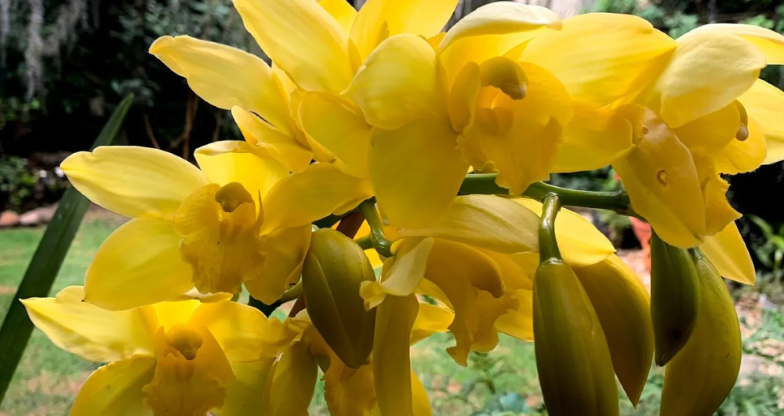 Orquídeas colombianas amarillas