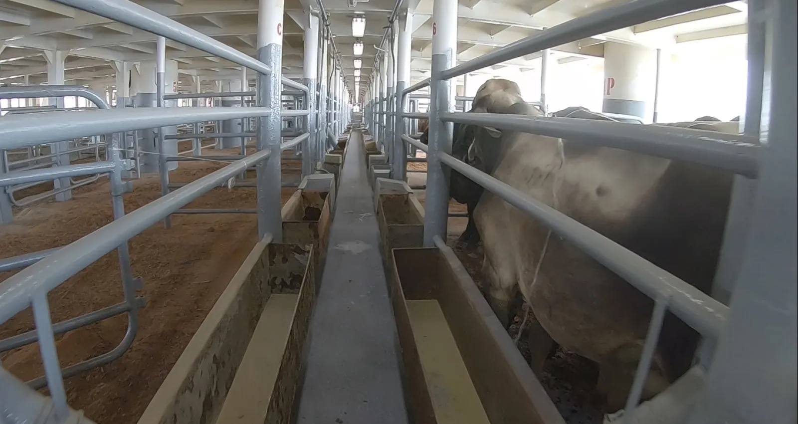 Foto de vaca en corral para ser exportada