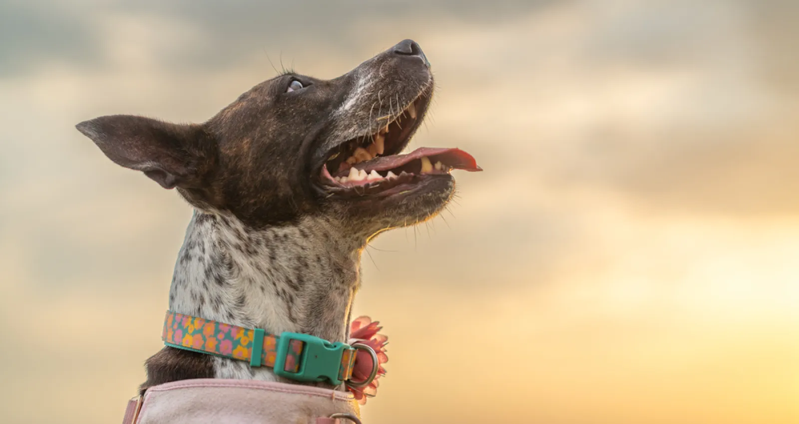 Foto de un perro feliz con un fondo azul