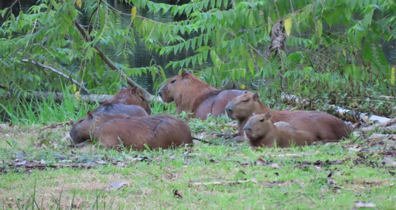 Foto de animales sentados en el pasto