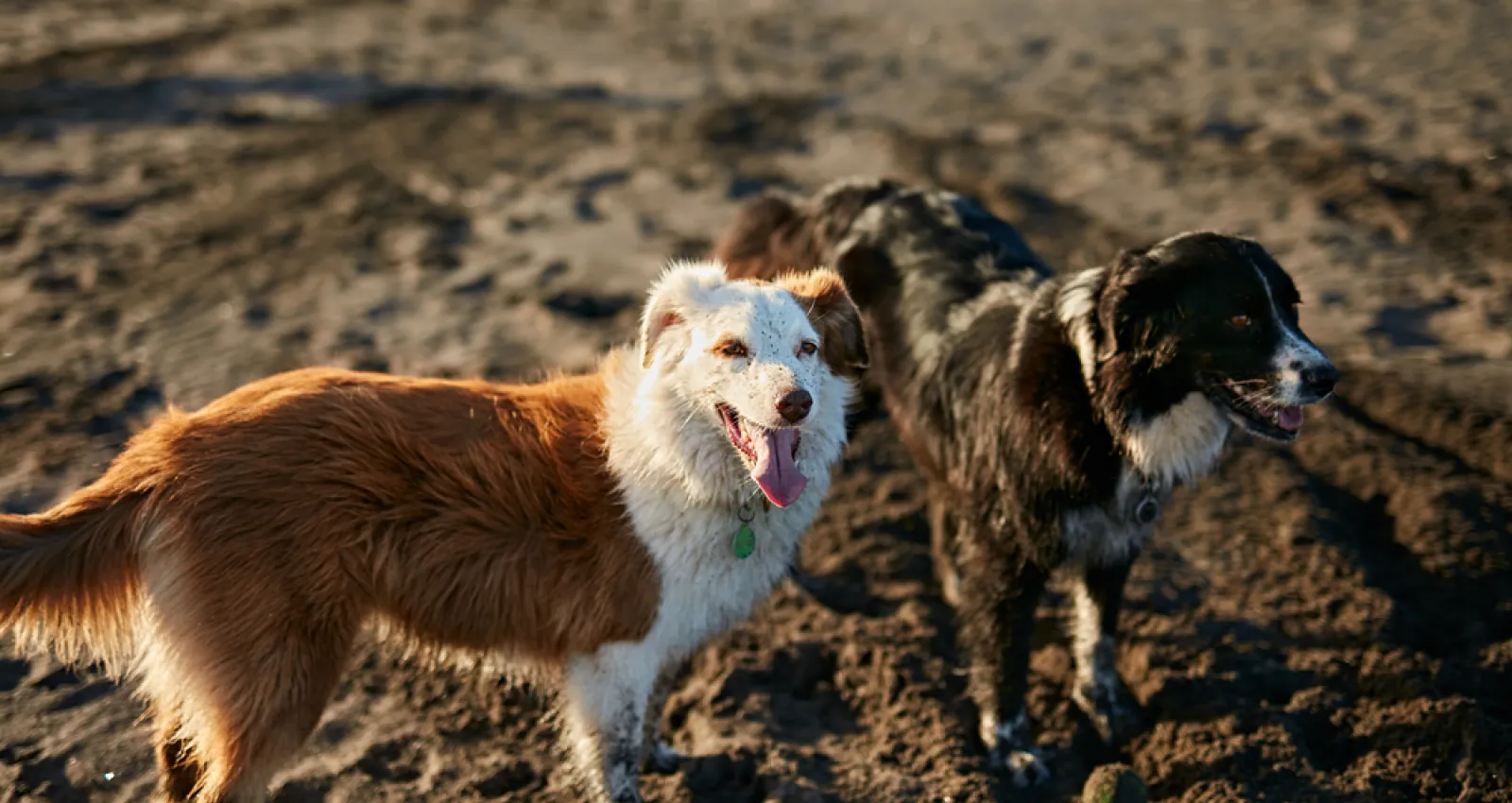 Foto de dos perros con la playa de fondo