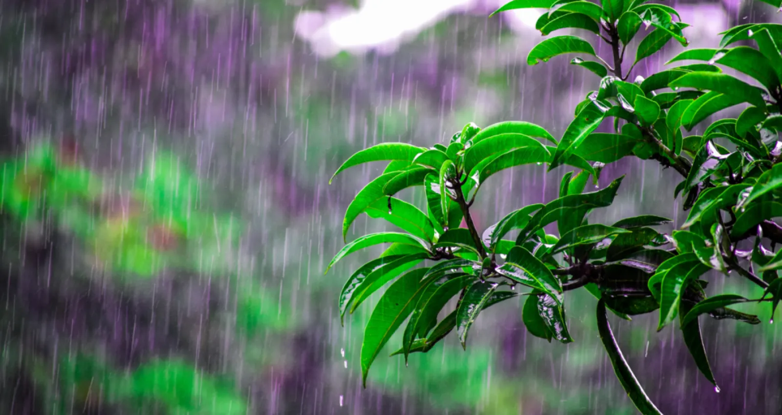 Foto de ramas mojadas por lluvia
