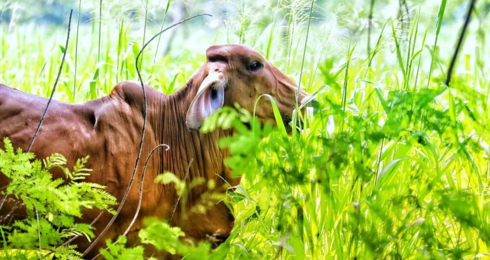 Foto de un bovino frente a una planta