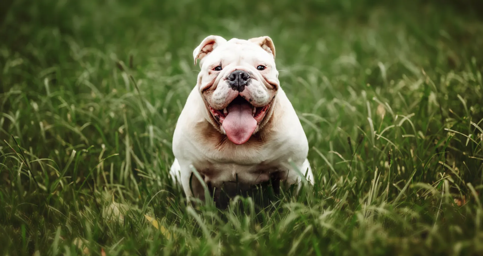Foto de un bulldog inglés