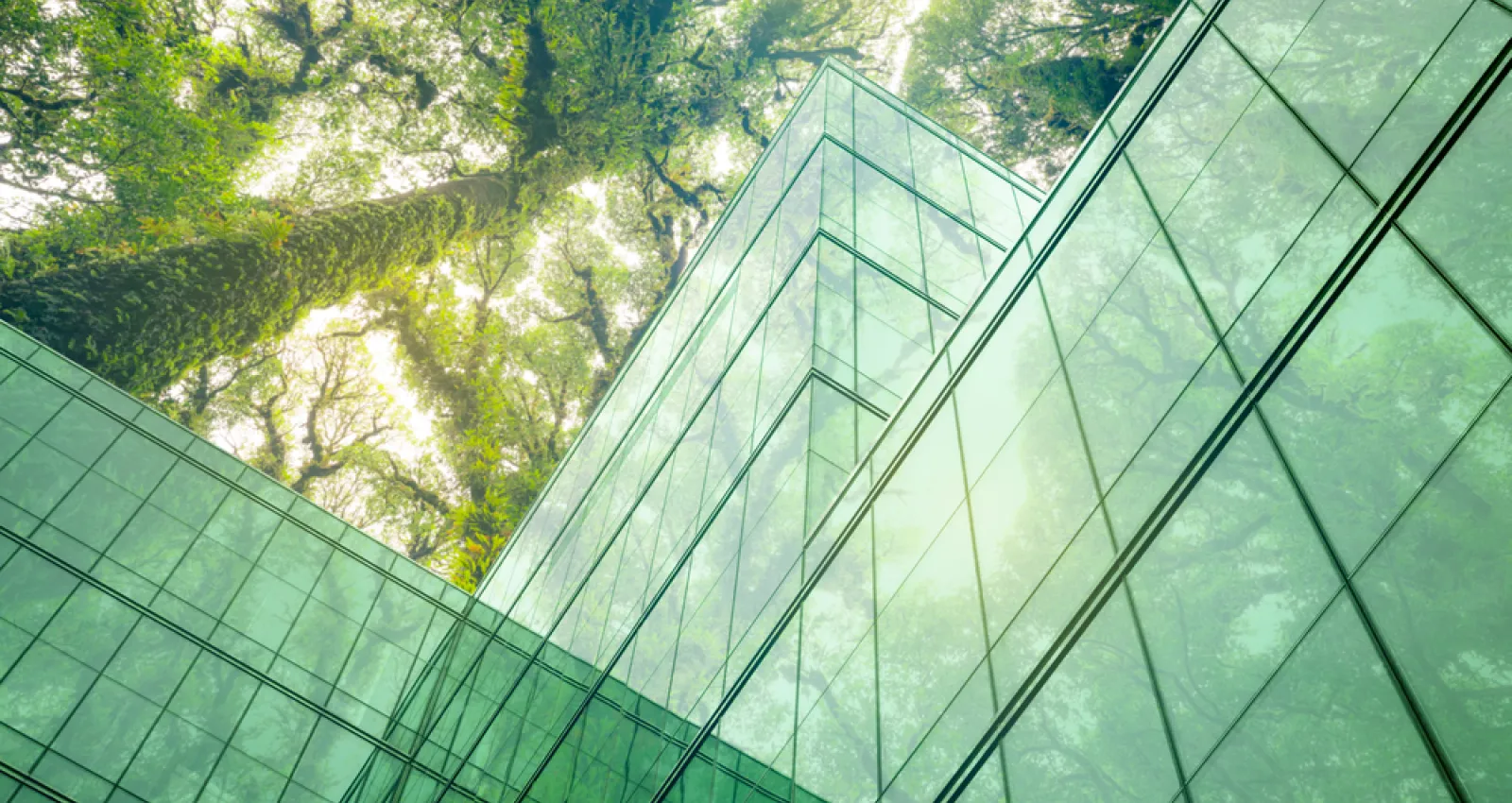 Foto de un edificio de vidrio con tonos verdes y encima y arbol