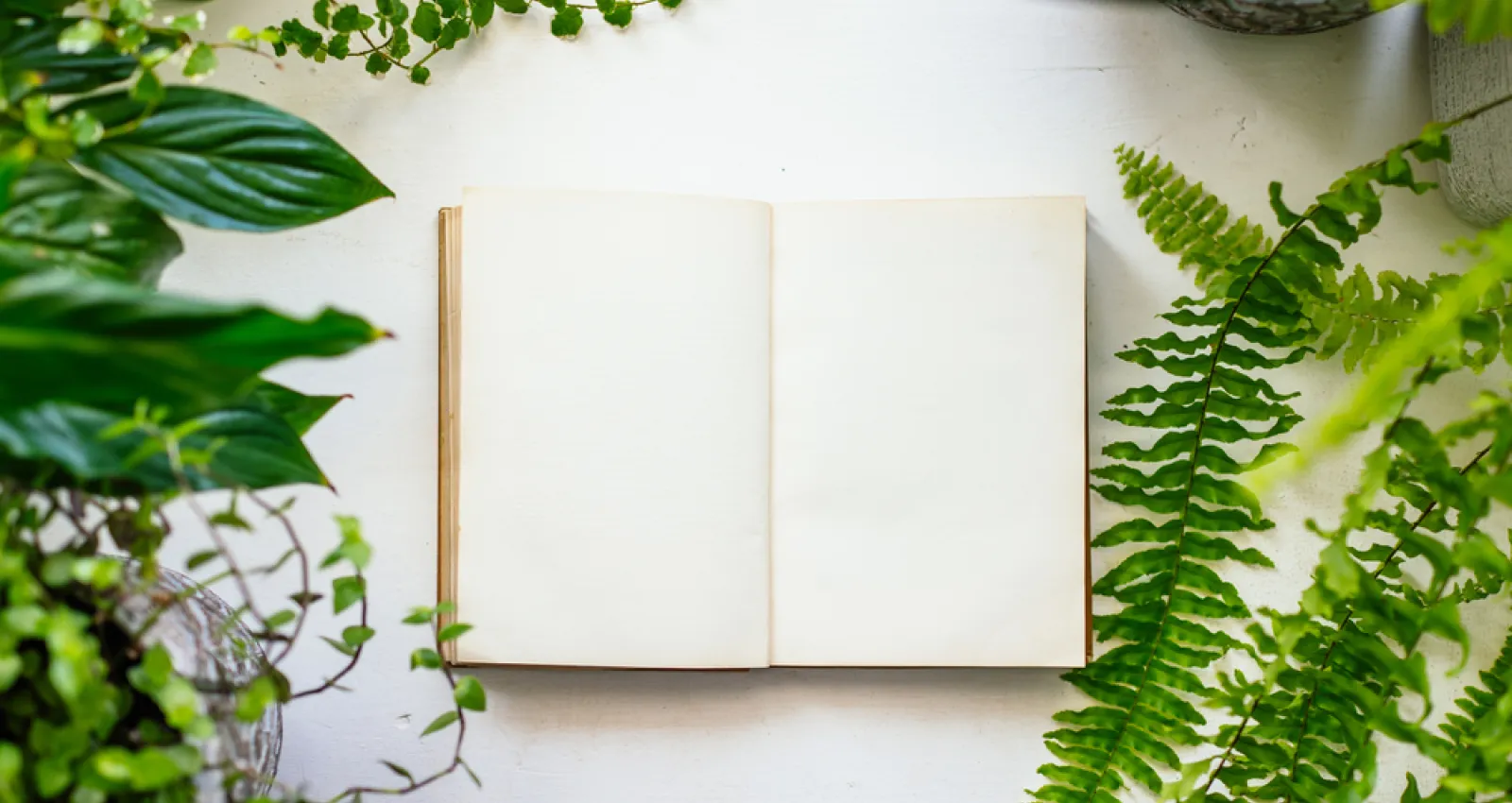 Foto de un libro abierto con plantas a su alrededor