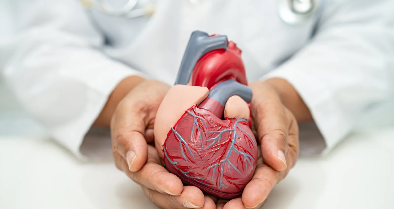 Foto de un médico con la imagen de un corazón de juguete en las manos