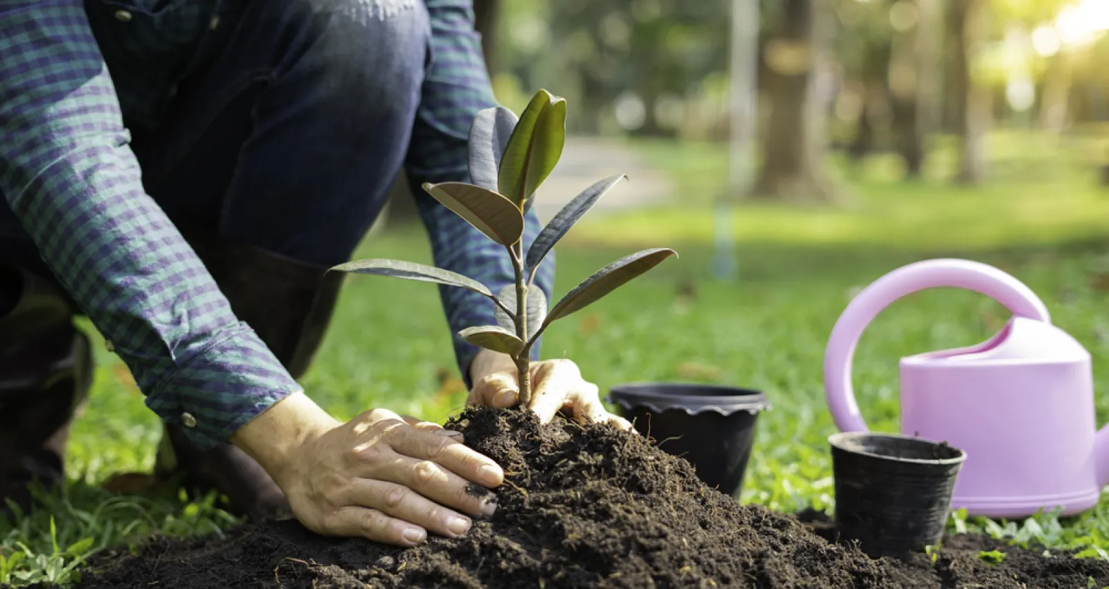 Foto de una persona sembrando un arbol, en la foto aparece enterrando la planta junto a una montaña de tierra