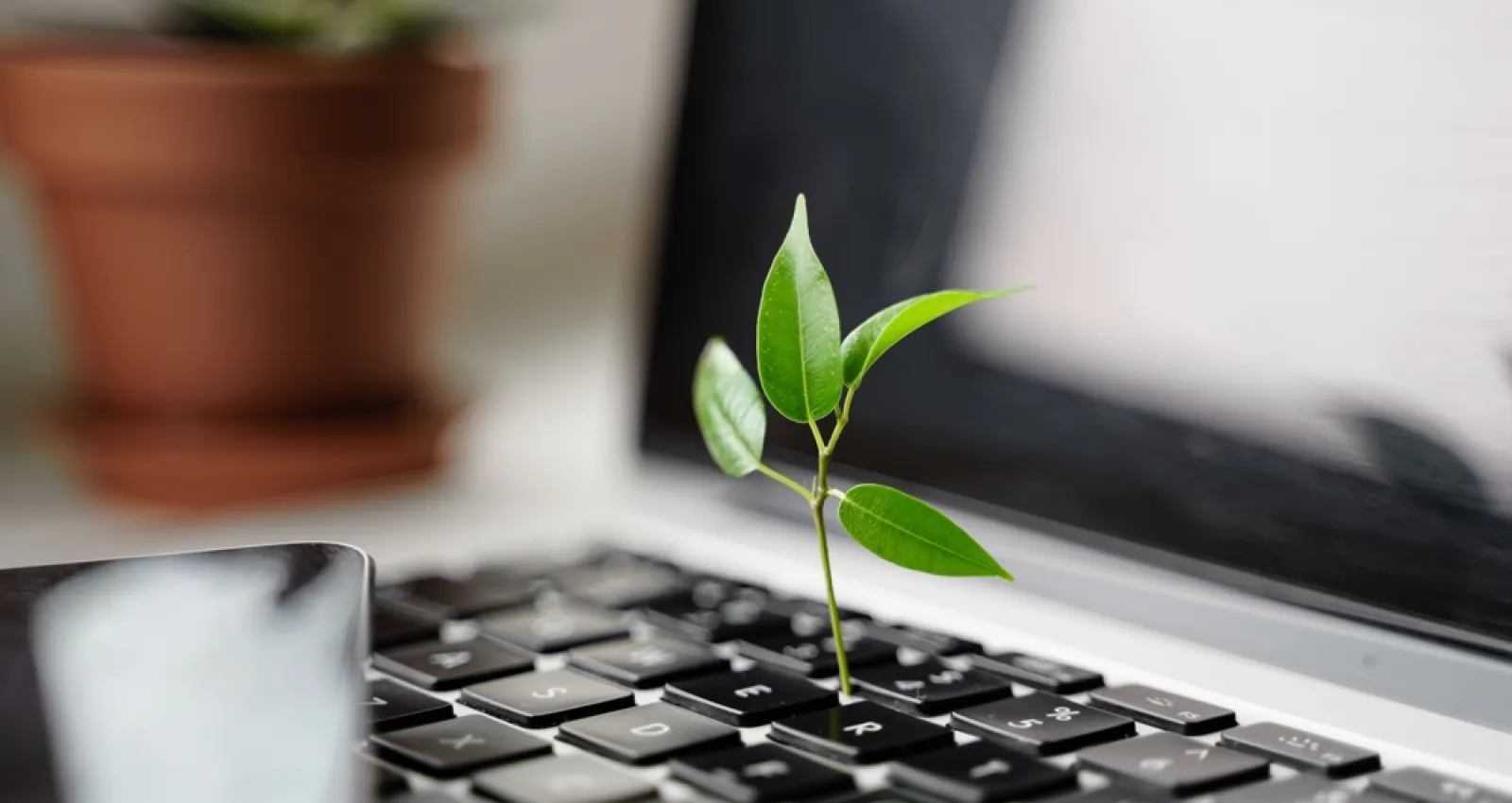 Foto de una planta creciendo sobre un teclado