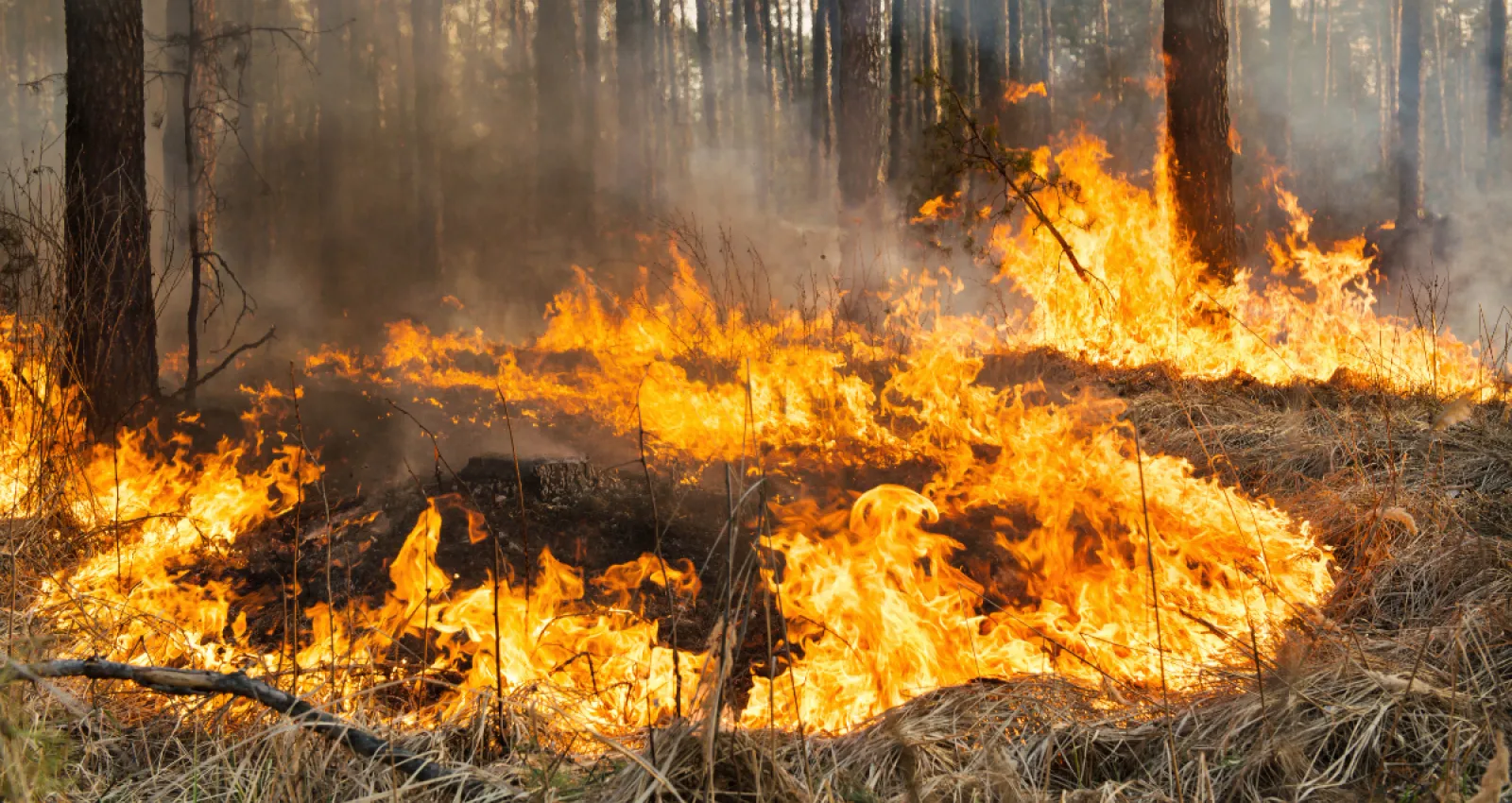 Incendios forestales en Colombia