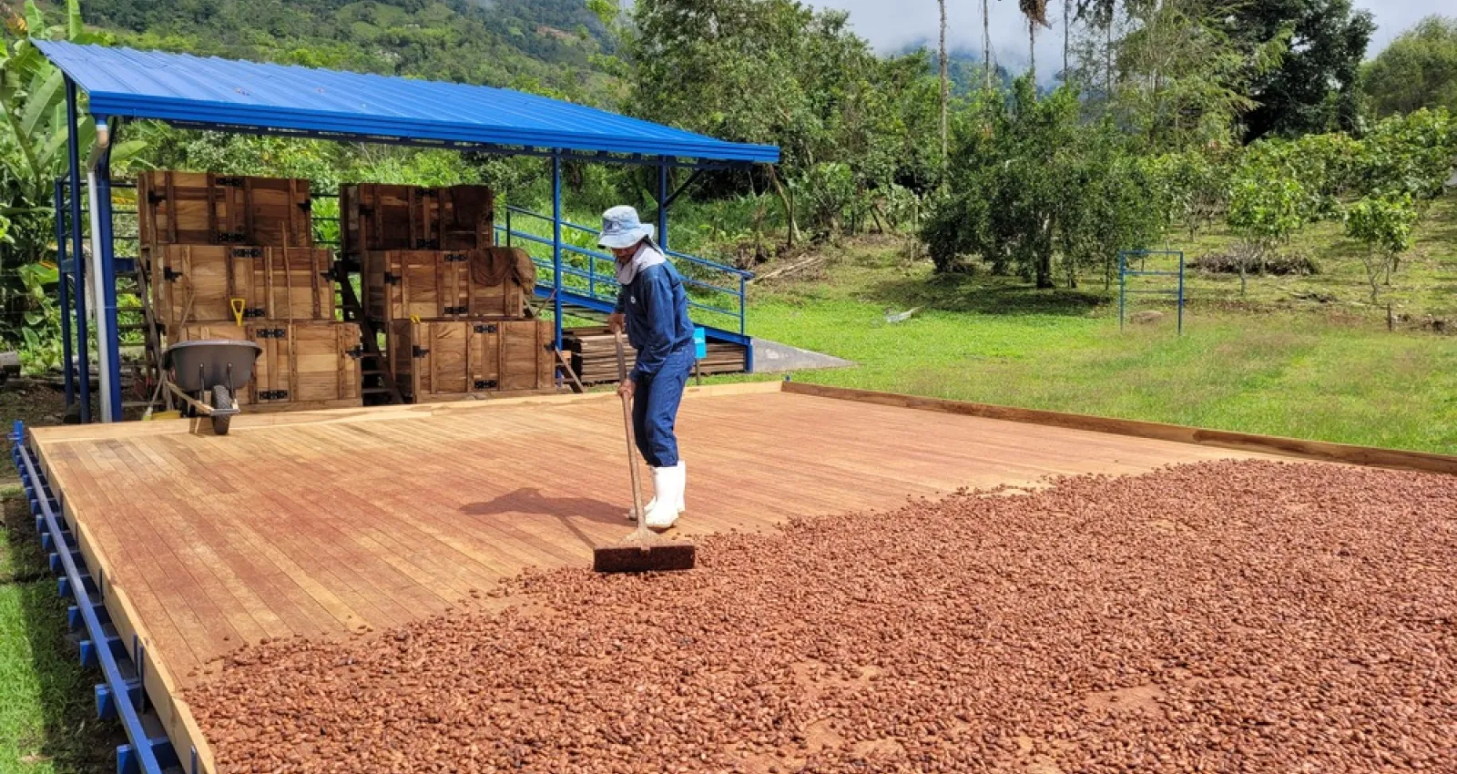 Granja de cacao en Antioquia