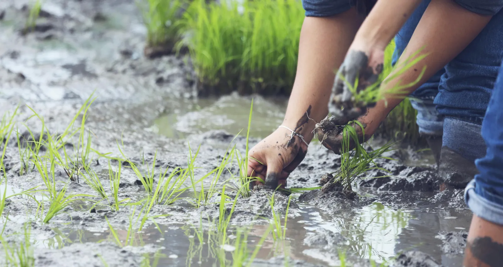 Mitigación del Fenómeno de la Niña en Colombia