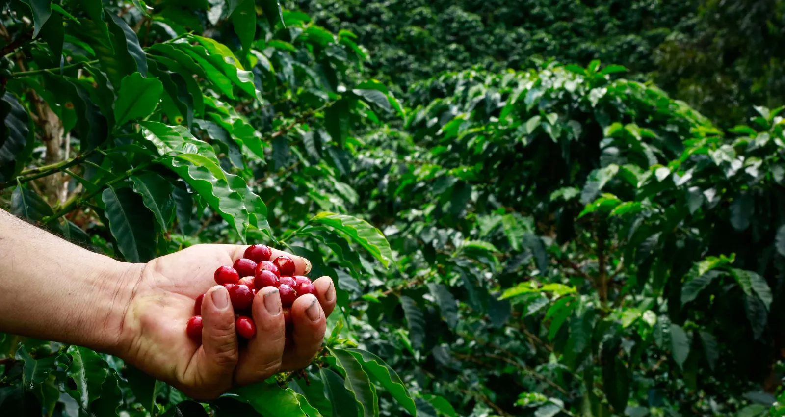 Una mano con granos de café