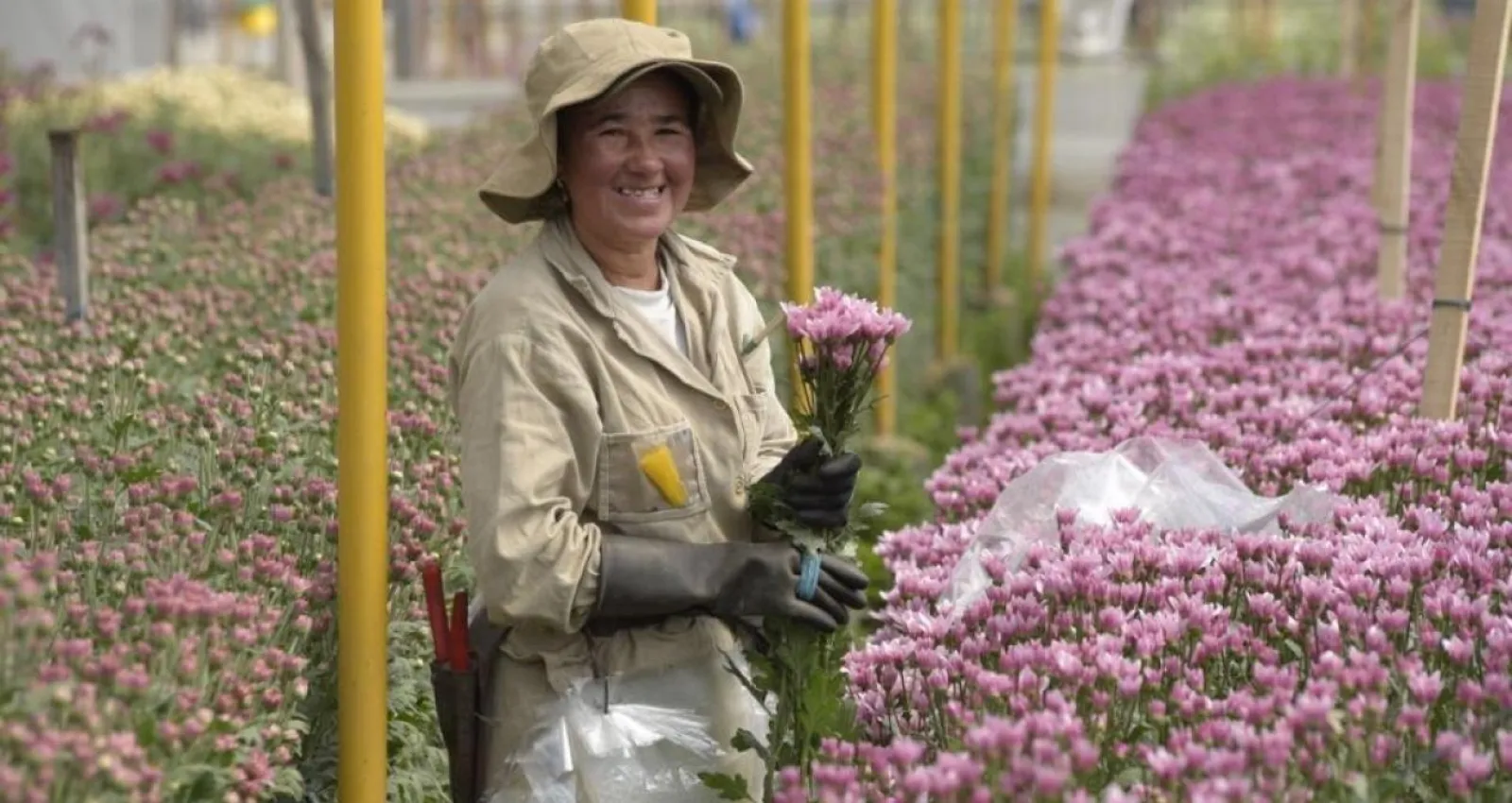 Flores colombianas se destacan en la exportación