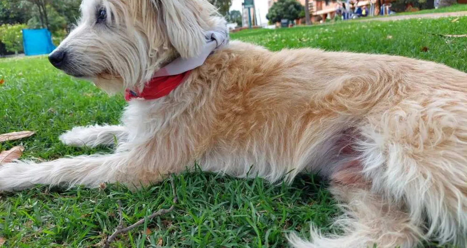 Foto de un perro de perfil sentado sobre pasto