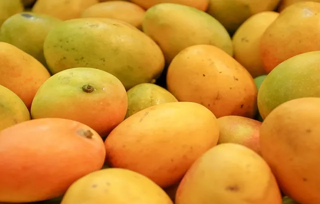 Ministerio de Agricultura supervisó envío de mango de azúcar