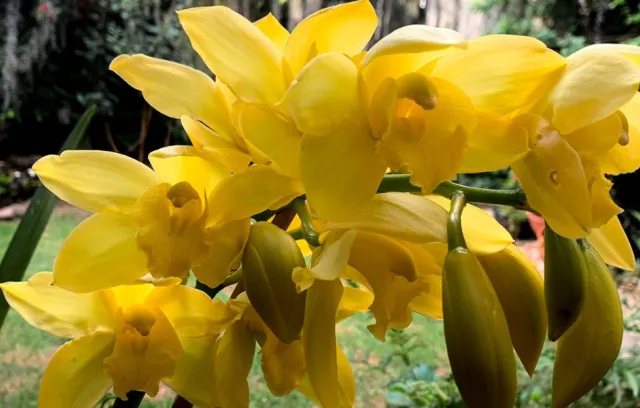 Orquídeas colombianas amarillas