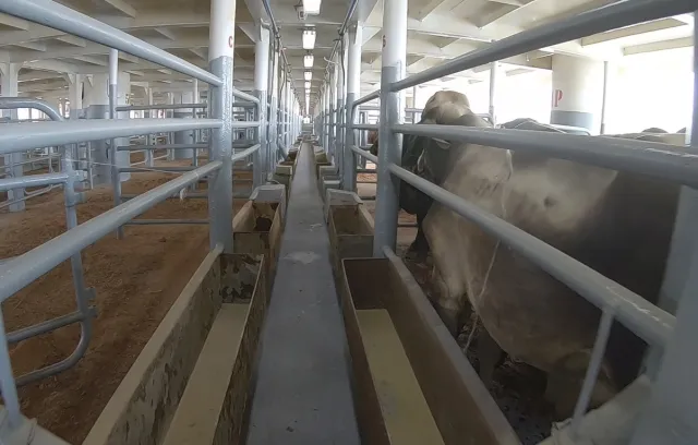Foto de vaca en corral para ser exportada