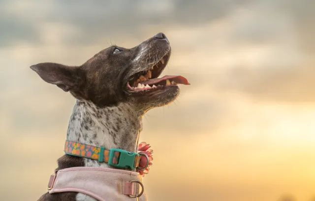 Foto de un perro feliz con un fondo azul