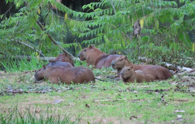 Foto de animales sentados en el pasto