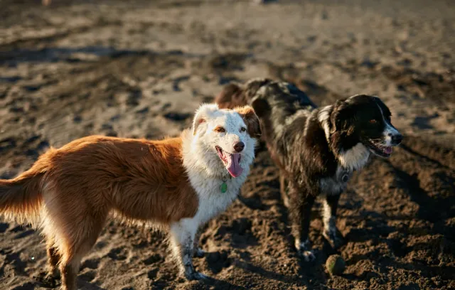 Foto de dos perros con la playa de fondo