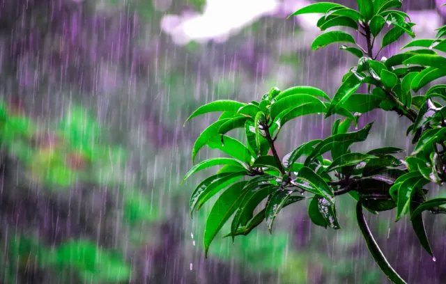 Foto de ramas mojadas por lluvia