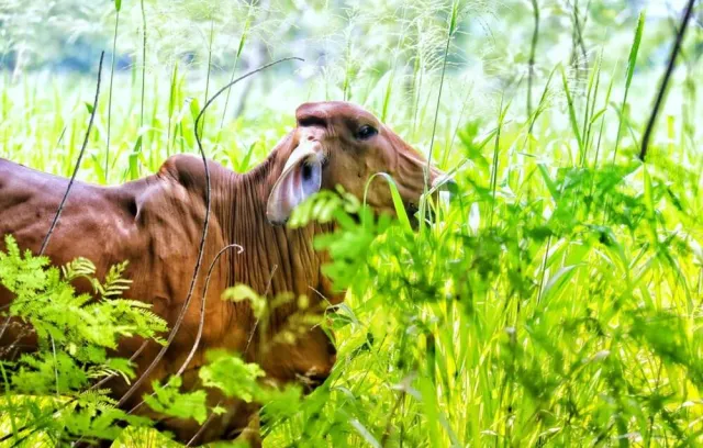Foto de un bovino frente a una planta