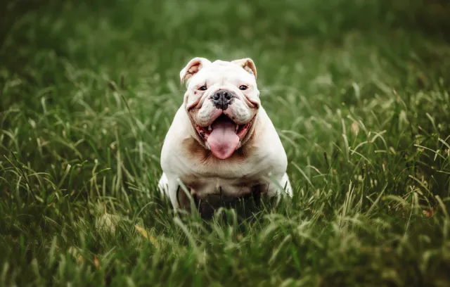 Foto de un bulldog inglés