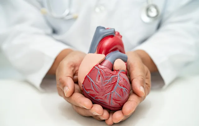 Foto de un médico con la imagen de un corazón de juguete en las manos