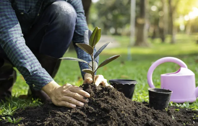 Foto de una persona sembrando un arbol, en la foto aparece enterrando la planta junto a una montaña de tierra