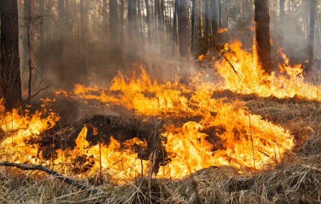 Incendios forestales en Colombia