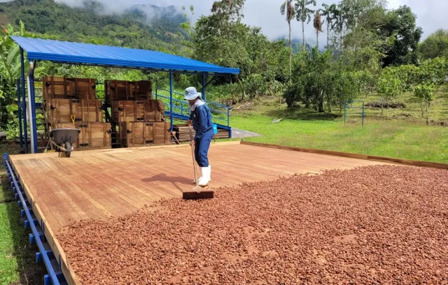 Granja de cacao en Antioquia