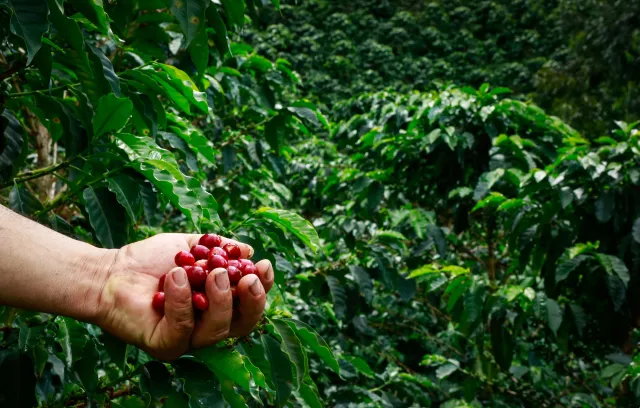Una mano con granos de café