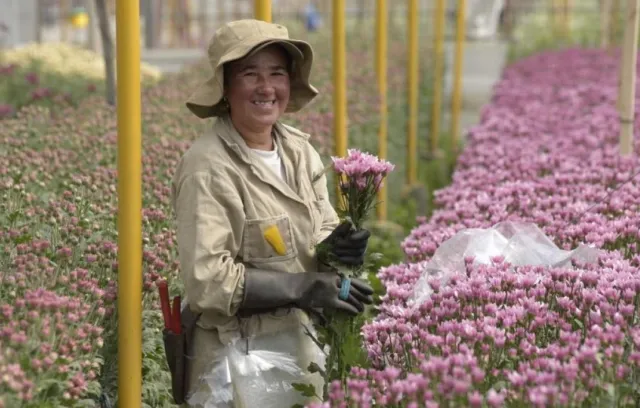 Flores colombianas se destacan en la exportación