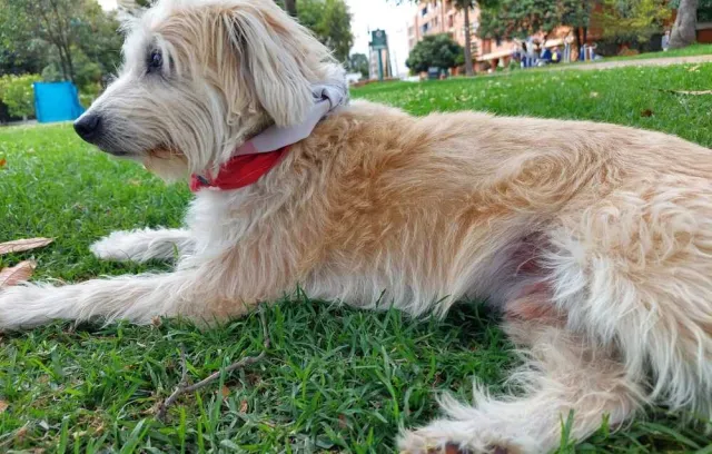 Foto de un perro de perfil sentado sobre pasto