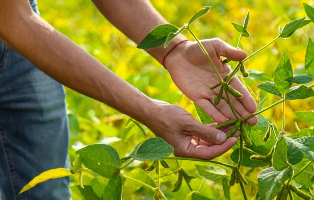 Productores de maíz y soya